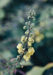 Mahonia Mahonia japonica Bealei, 3L