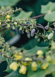 Clematis Mahonia japonica Bealei, 3L