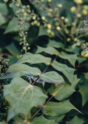 Mahonia Mahonia japonica Bealei, 3L