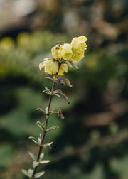 Mahonia Mahonia japonica Bealei, 3L