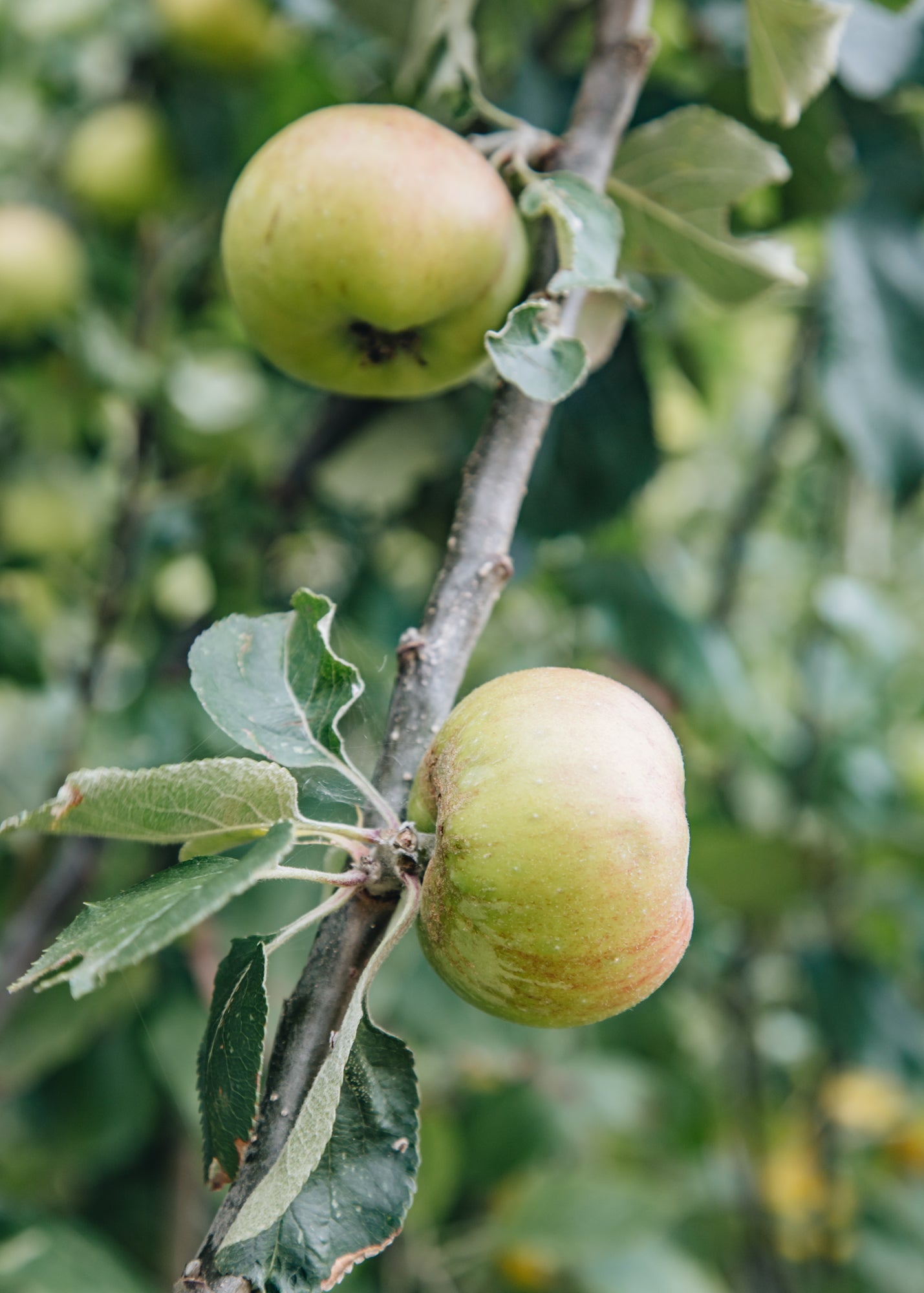 Malus Bramley's Seedling (Apple) Half Standard MM106, 12L
