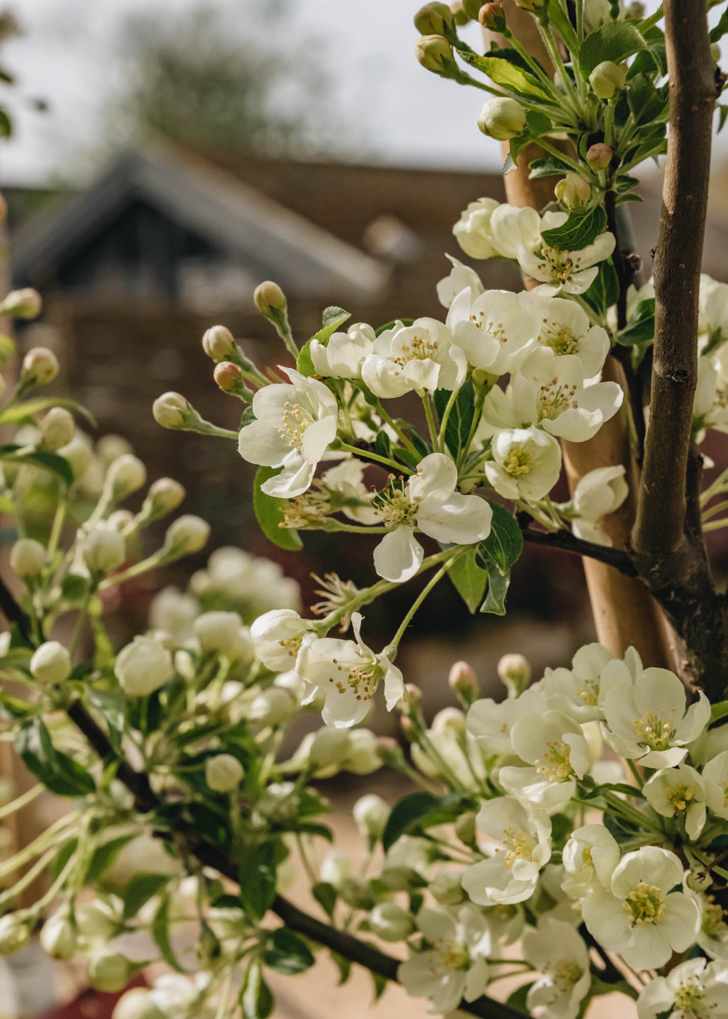 Malus brevipes Wedding Bouquet