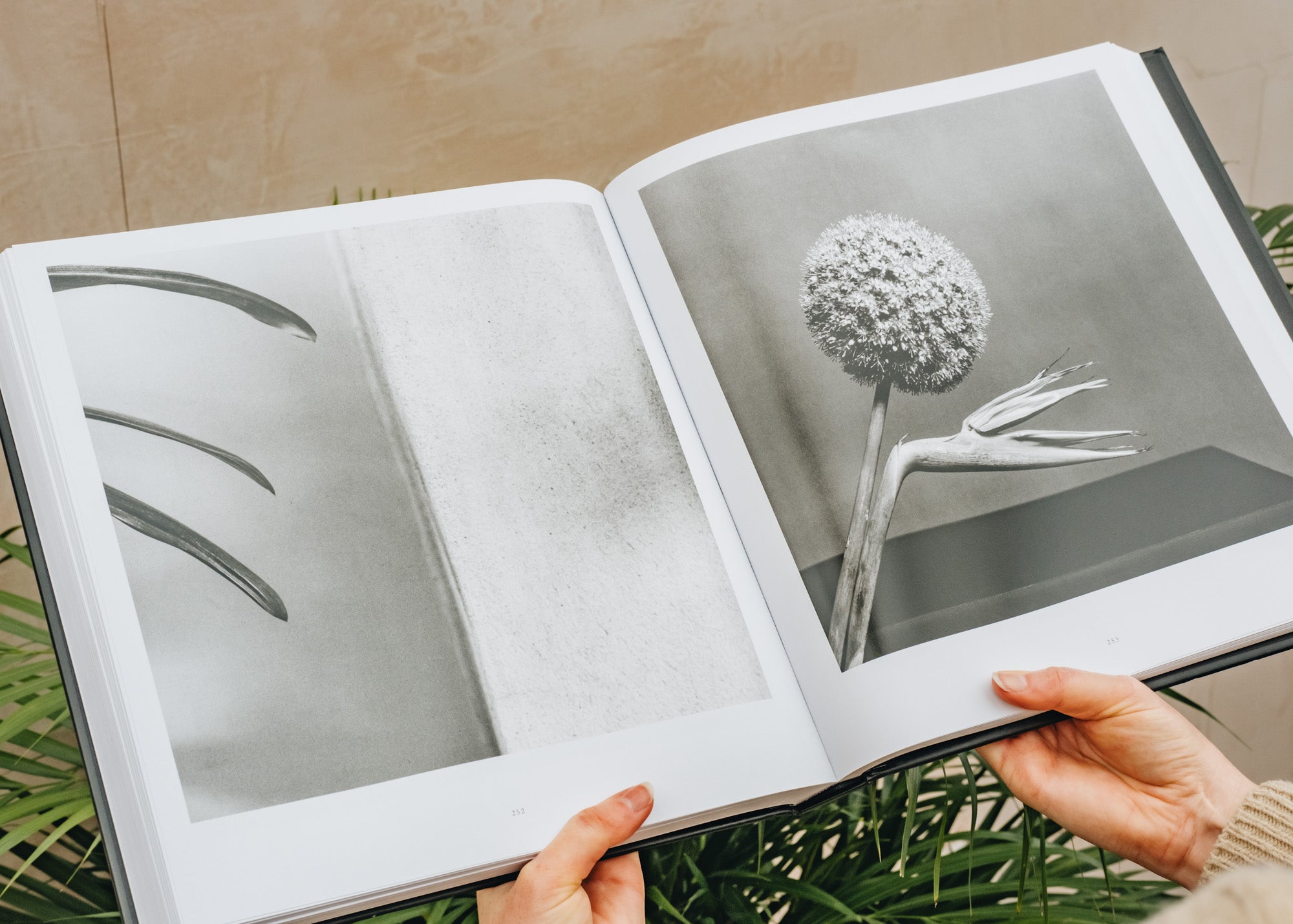 【極美品】Mapplethorpe The Complete Flowers Amazon | Mapplethorpe: The Complete Flowers | Muschamp