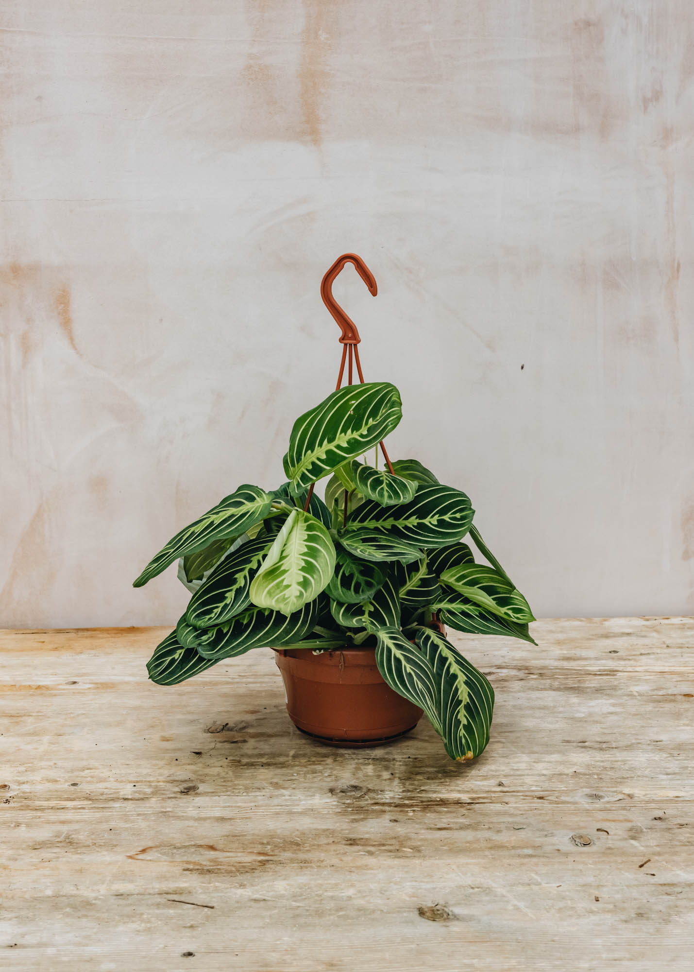 Houseplants Maranta Lemon Lime