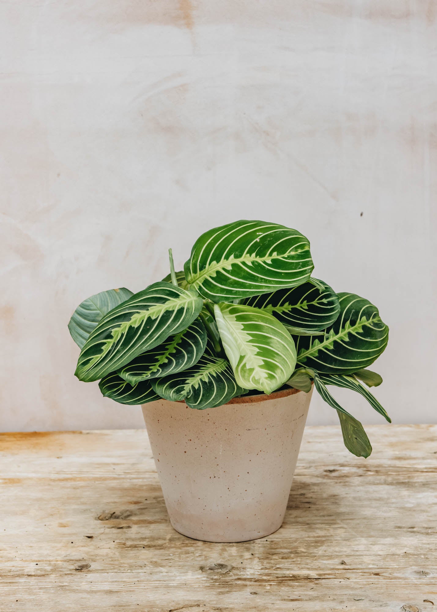 Maranta Lemon Lime