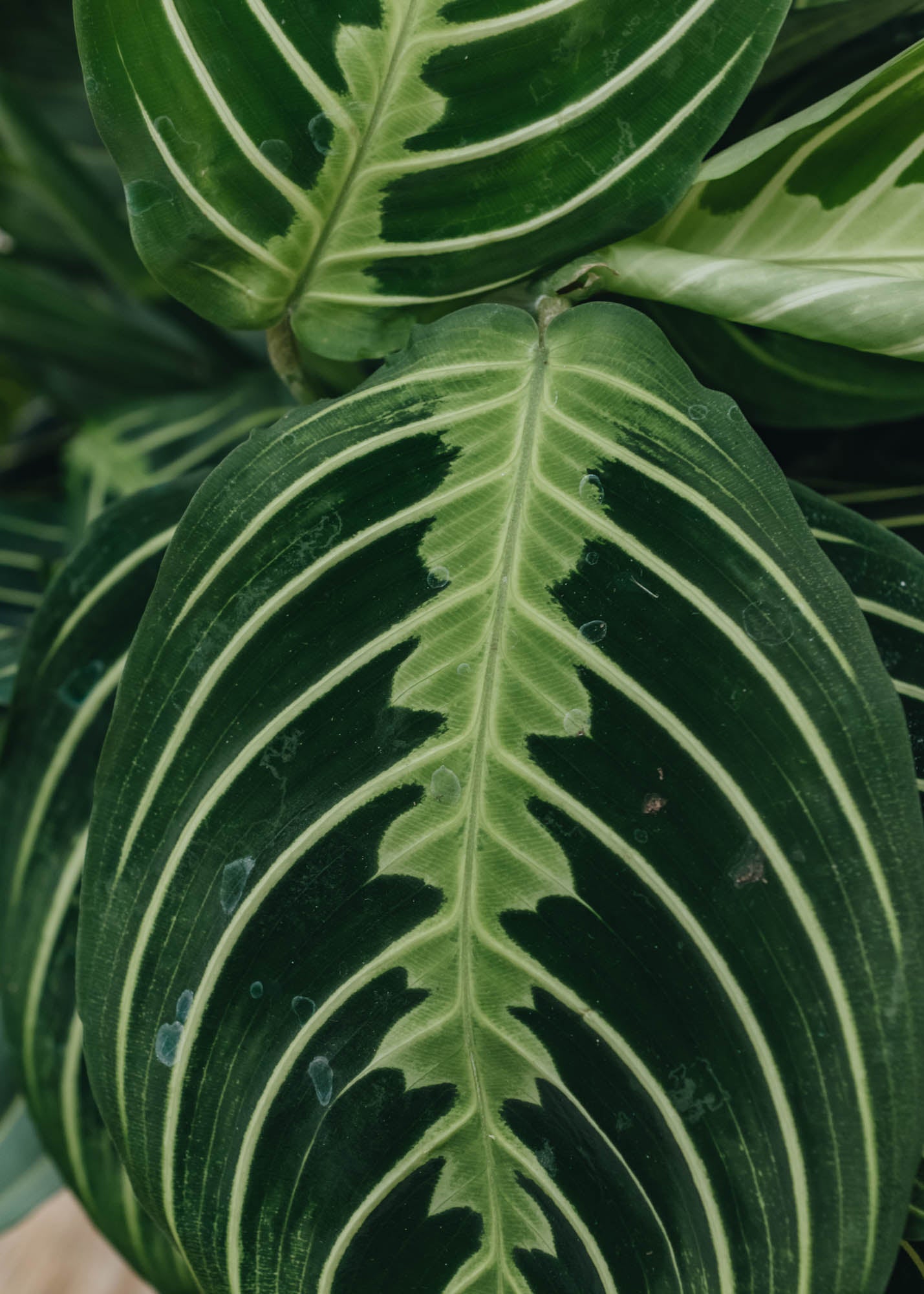 Houseplants Maranta Lemon Lime