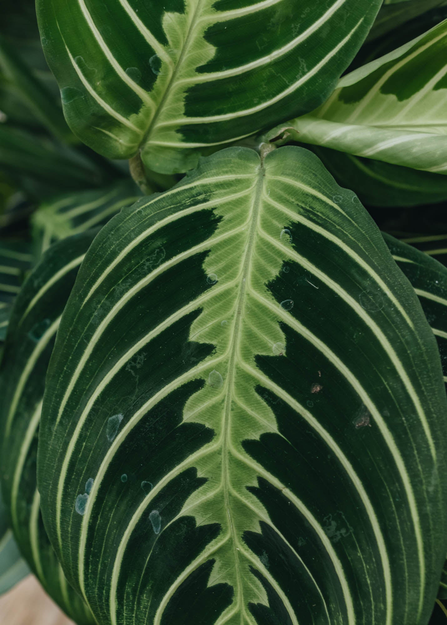 Maranta Lemon Lime