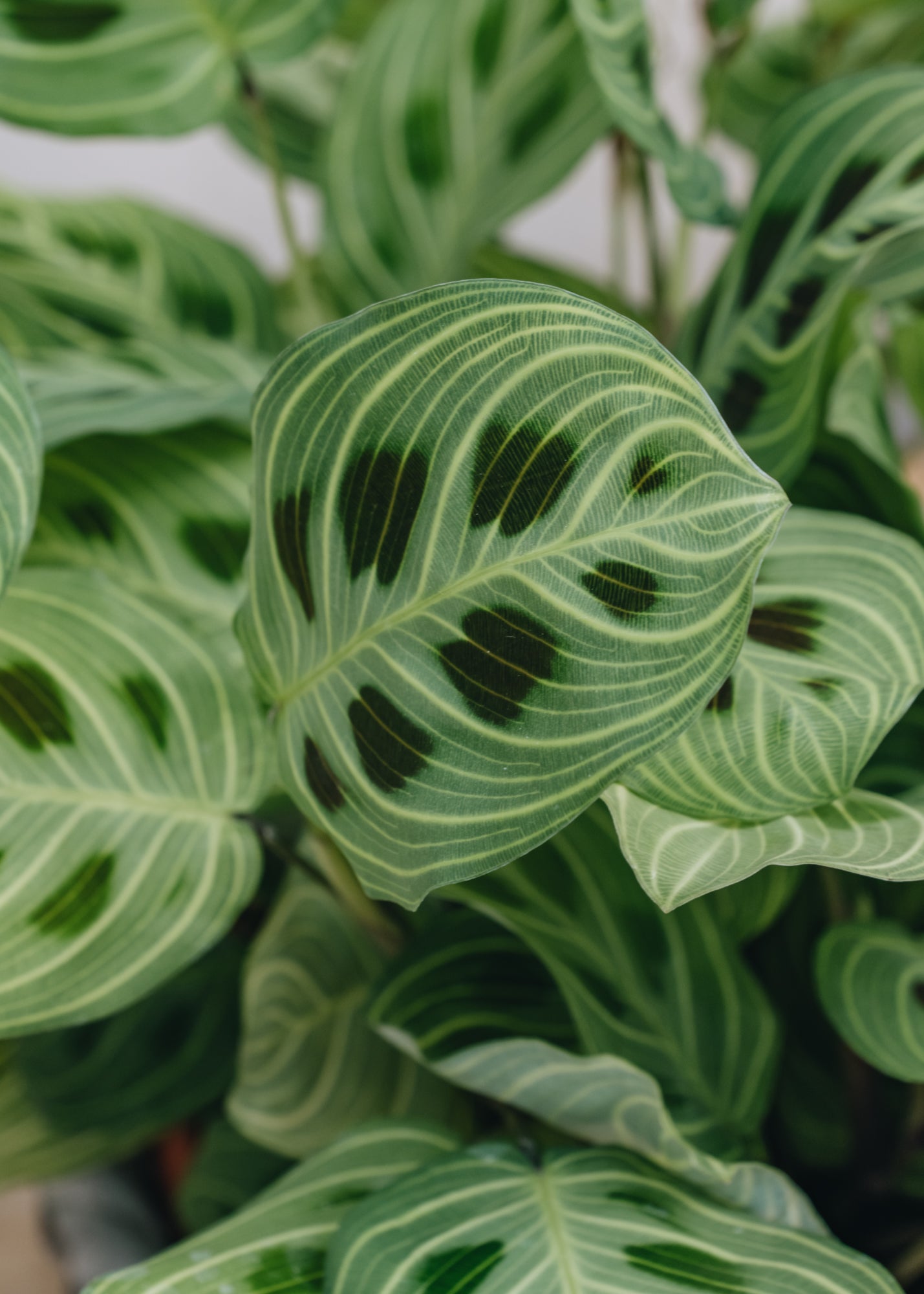 Burford Garden Co. Maranta Light Veins