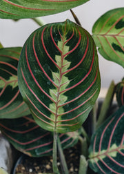 Maranta leuconeura Red Stripe