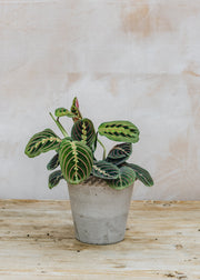 Maranta leuconeura Red Stripe