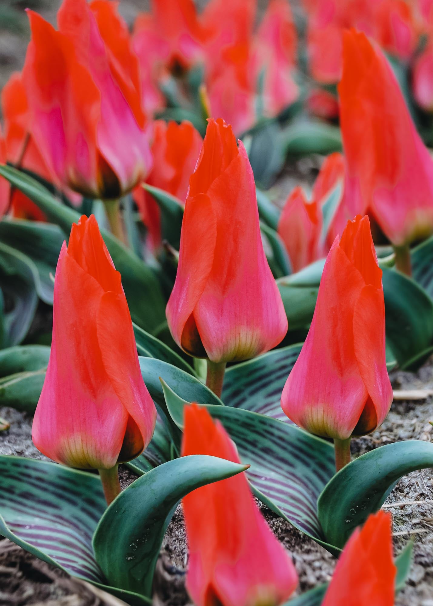 Tulipa Marquisse de le Coquette Bulbs