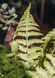 Nepeta Matteuccia struthiopteris, 7.5L 