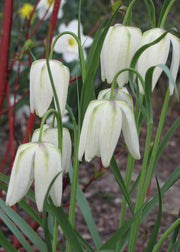 Taylors Bulbs Fritillaria 'Meleagris Alba' Bulbs, pack of 30