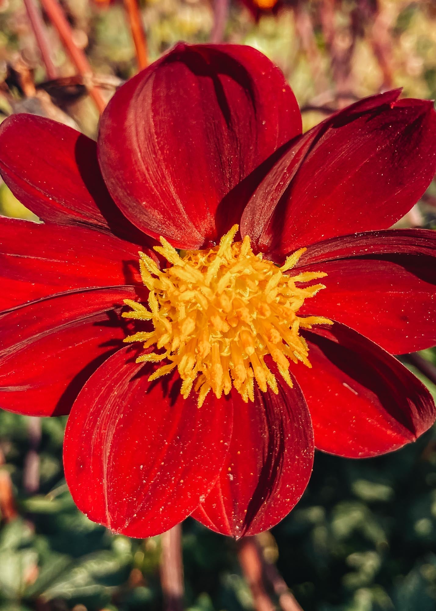 Taylors Bulbs Dahlia 'Mexican Star' Tubers