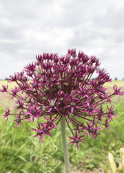 Taylors Bulbs Allium 'Miami' Bulbs