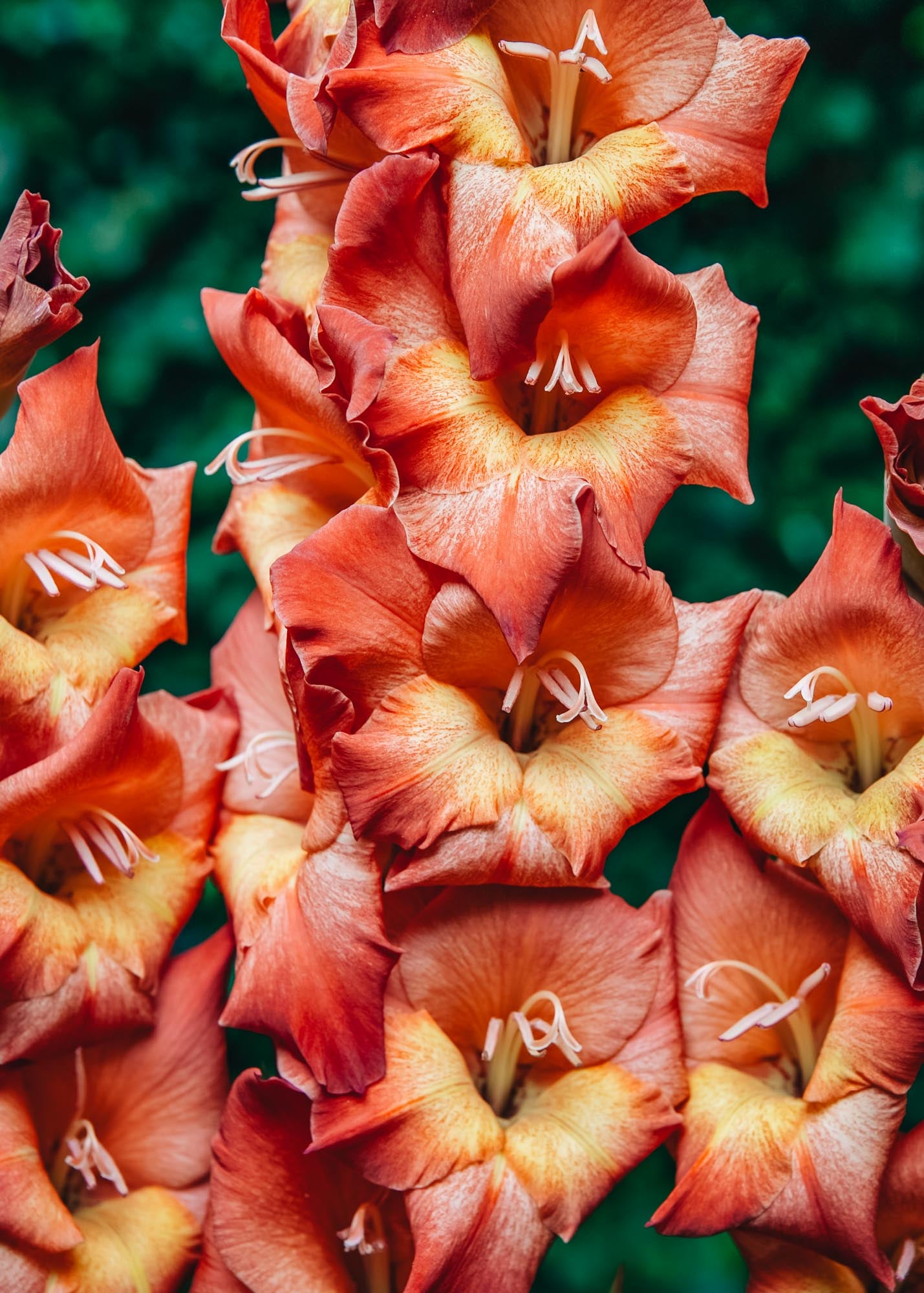 Taylors Bulbs Gladiolus 'Michelle', pack of 15 corms