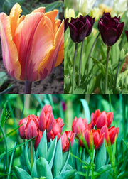 Taylors Bulbs Midnight Masquerade Tulip Bulb Blend