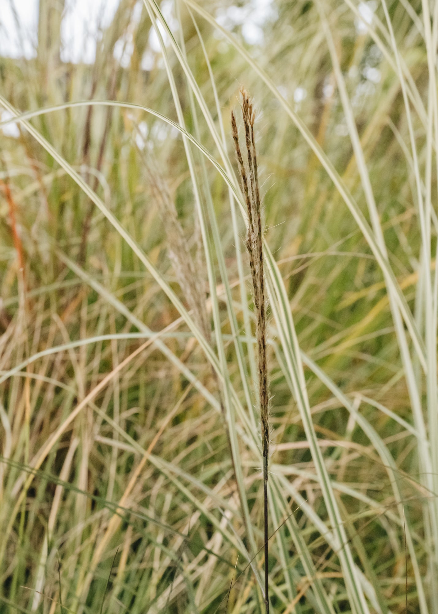 Miscanthus Adagio, 5L