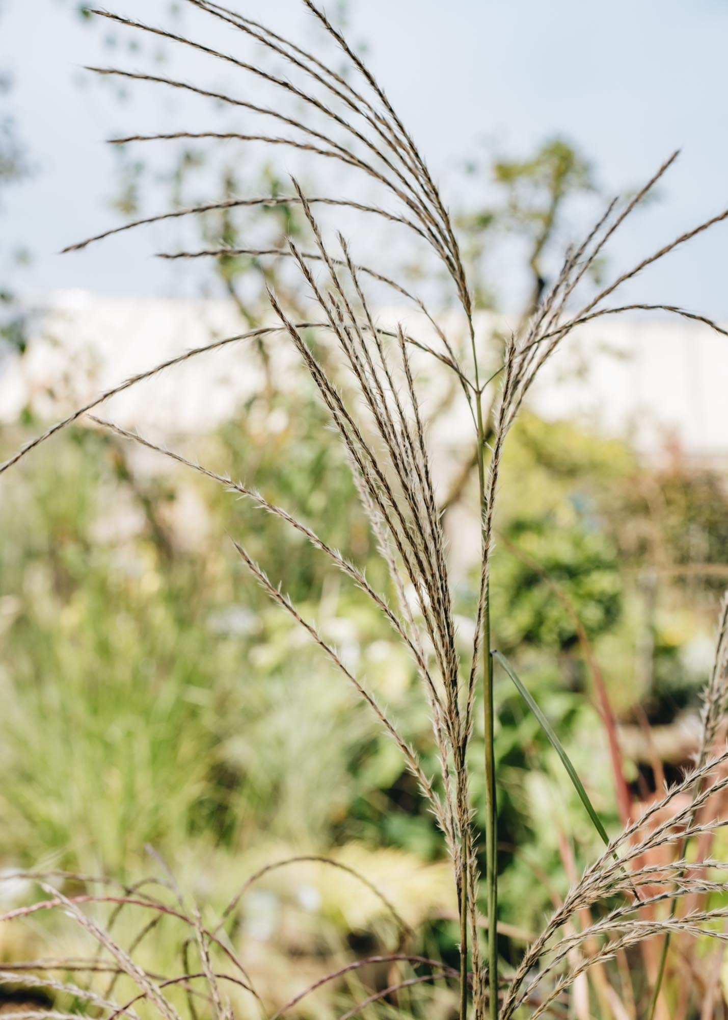Miscanthus Miscanthus sinensis Flamingo AGM, 5L