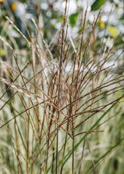 Miscanthus Gnome