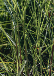 Miscanthus Gnome