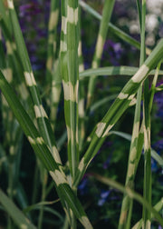 Miscanthus Hinjo