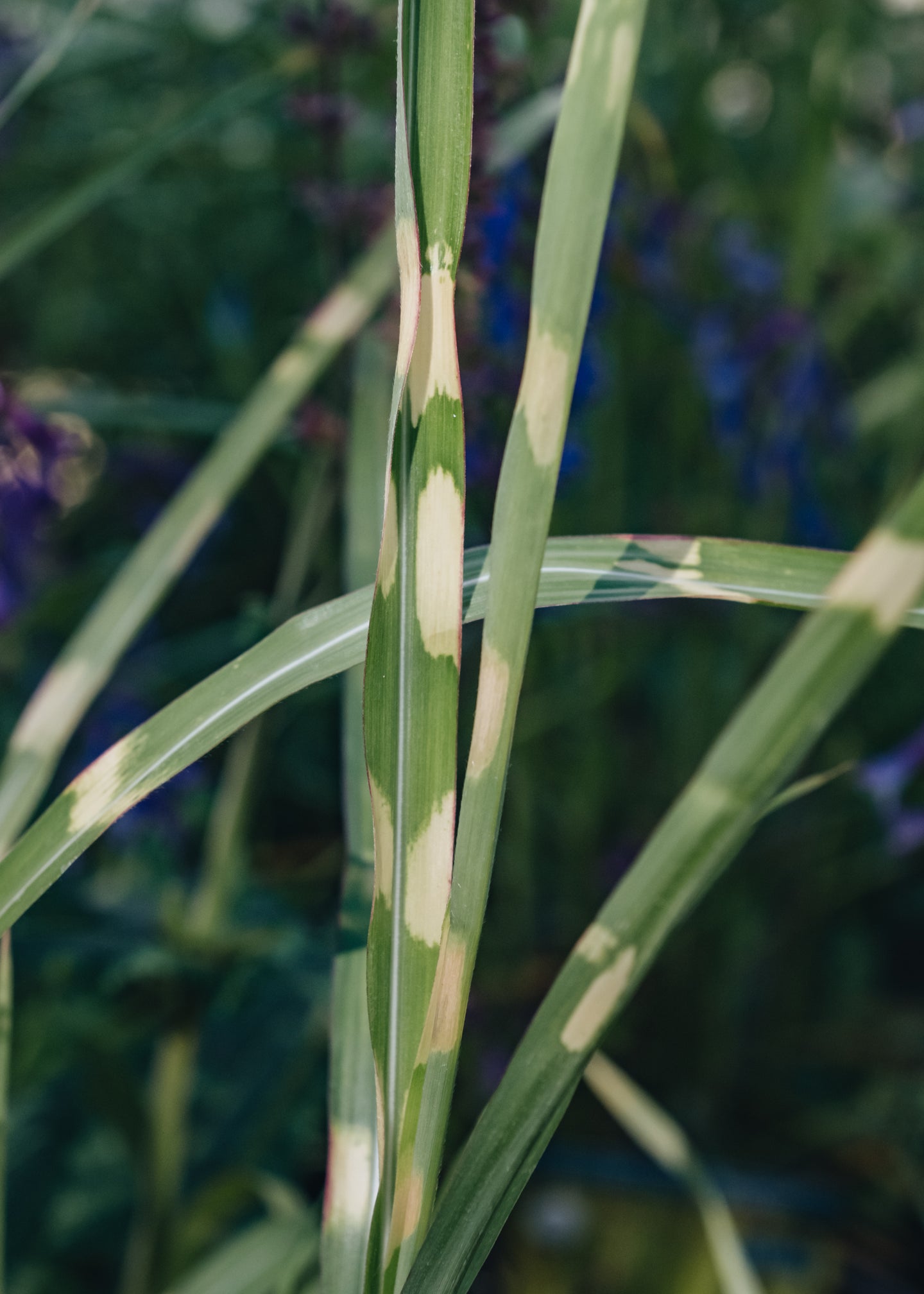 Miscanthus Miscanthus Hinjo