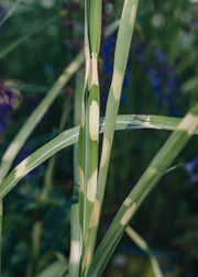 Miscanthus Miscanthus Hinjo