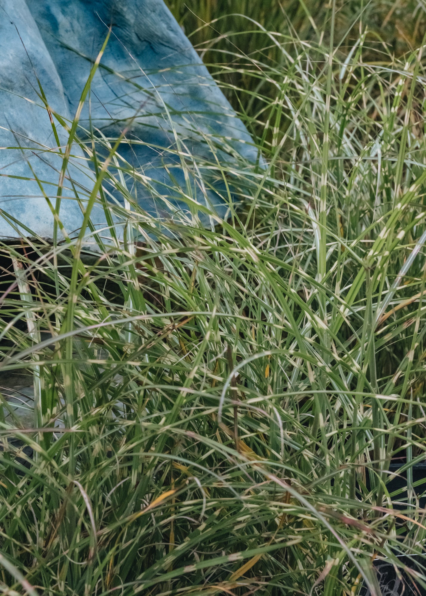 Miscanthus Little Zebra, 5L