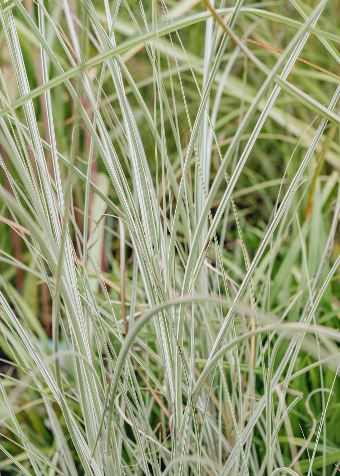 Miscanthus Morning Light