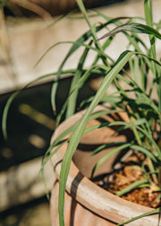 Miscanthus Miscanthus nepalensis, 3L