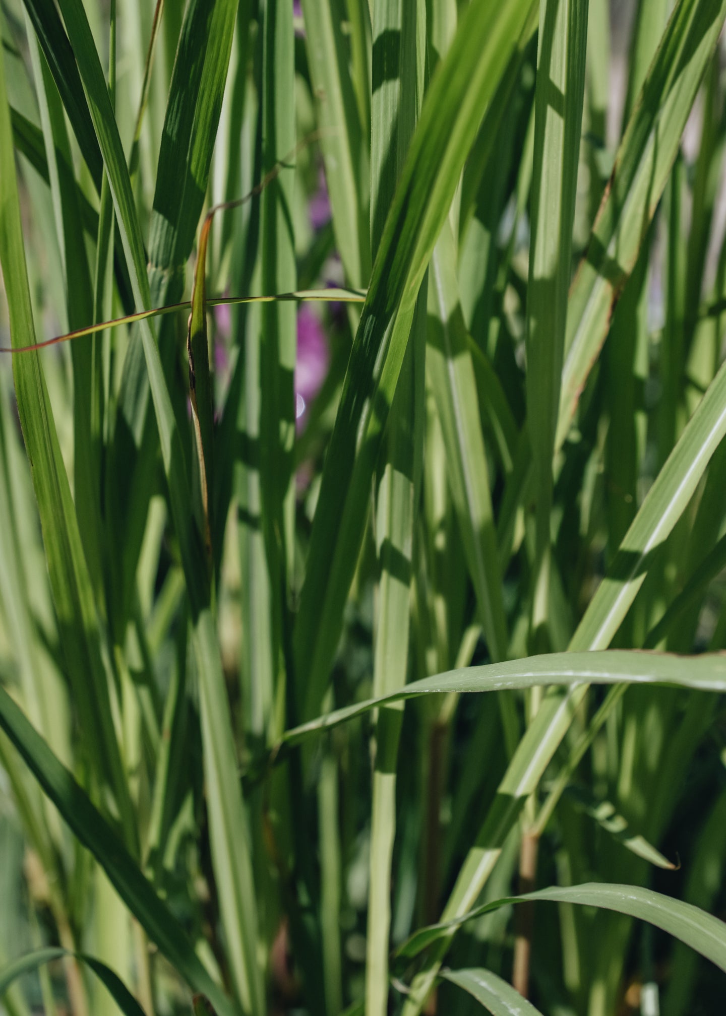 Miscanthus purpurascens