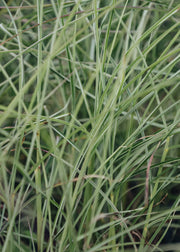 Miscanthus Miscanthus sinensis Silver Cloud, 2/3L