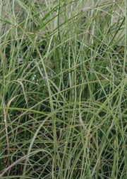 Miscanthus sinensis Silver Cloud, 2/3L