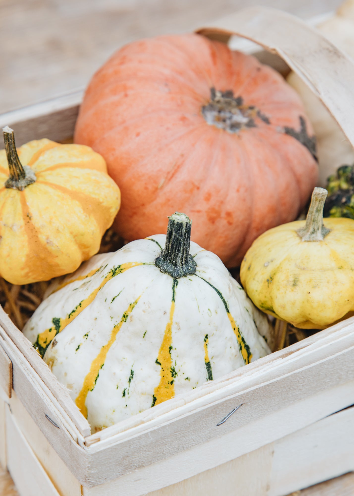 Ornamental Gourds Mixed Ornamental Gourd Collection in Basket