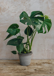 British Grown Monstera Deliciosa, 17cm pot