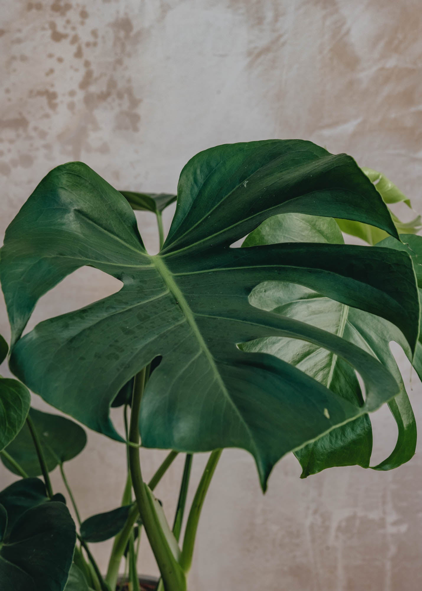 Houseplants British Grown Monstera Deliciosa, 17cm pot