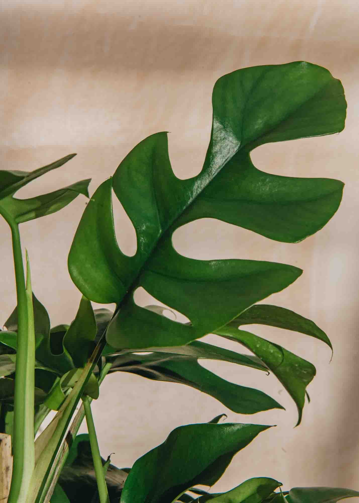 Houseplants Rhaphidophora Tetrasperma