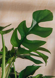 Houseplants Rhaphidophora Tetrasperma