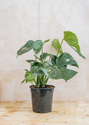 Houseplants Monstera deliciosa, 21cm