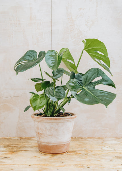 monstera deliciosa grande Monstera deliciosa, 21cm – Burford Garden Co