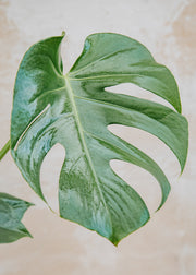 Houseplants Monstera deliciosa, 21cm