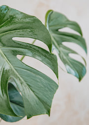 Houseplants Monstera deliciosa, 21cm