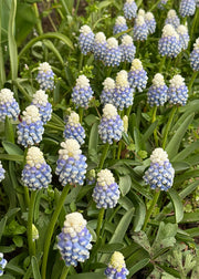 Taylors Bulbs Muscari 'Mountain Lady', pack of 50 bulbs