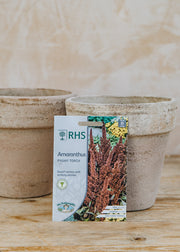 Amaranthus 'Pygmy Torch' Seeds