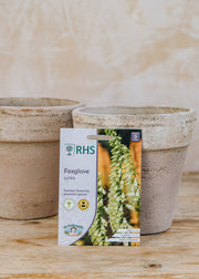 Foxglove 'Lutea' Seeds