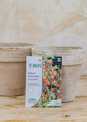 Salvia coccinea 'Lady in Red' Seeds