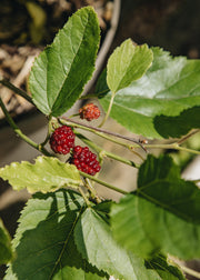 Mulberry Mulberry morus 'Mojo Berry', 4L