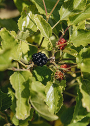 Mulberry Mulberry morus 'Mojo Berry', 4L