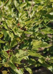 Mulberry Mulberry morus 'Mojo Berry', 4L